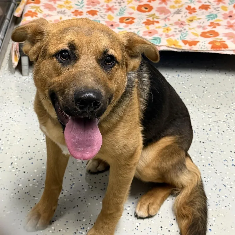 An adult small-sized male Black German Shepherd Dog dog named Odin for adoption in Marion, VA