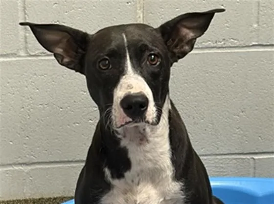A young medium-sized female Mixed Breed dog named Magnolia for adoption in Jacksonville, FL