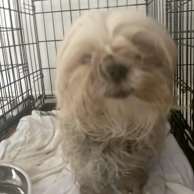 A young small-sized female Yellow / Tan / Blond / Fawn Mixed Breed dog named Honeycrisp S for adoption in Leander, TX