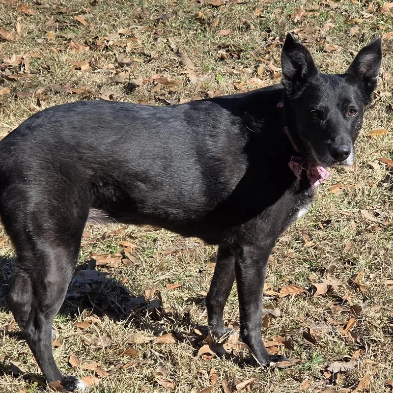 A senior medium-sized female Black German Shepherd Dog dog named Willa for adoption in Stephens City, VA