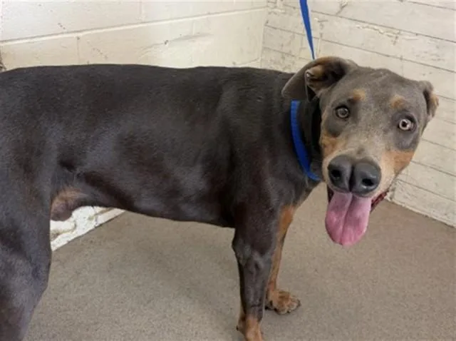 An adult large-sized male Doberman Pinscher dog named Max for adoption in San Bernardino, CA