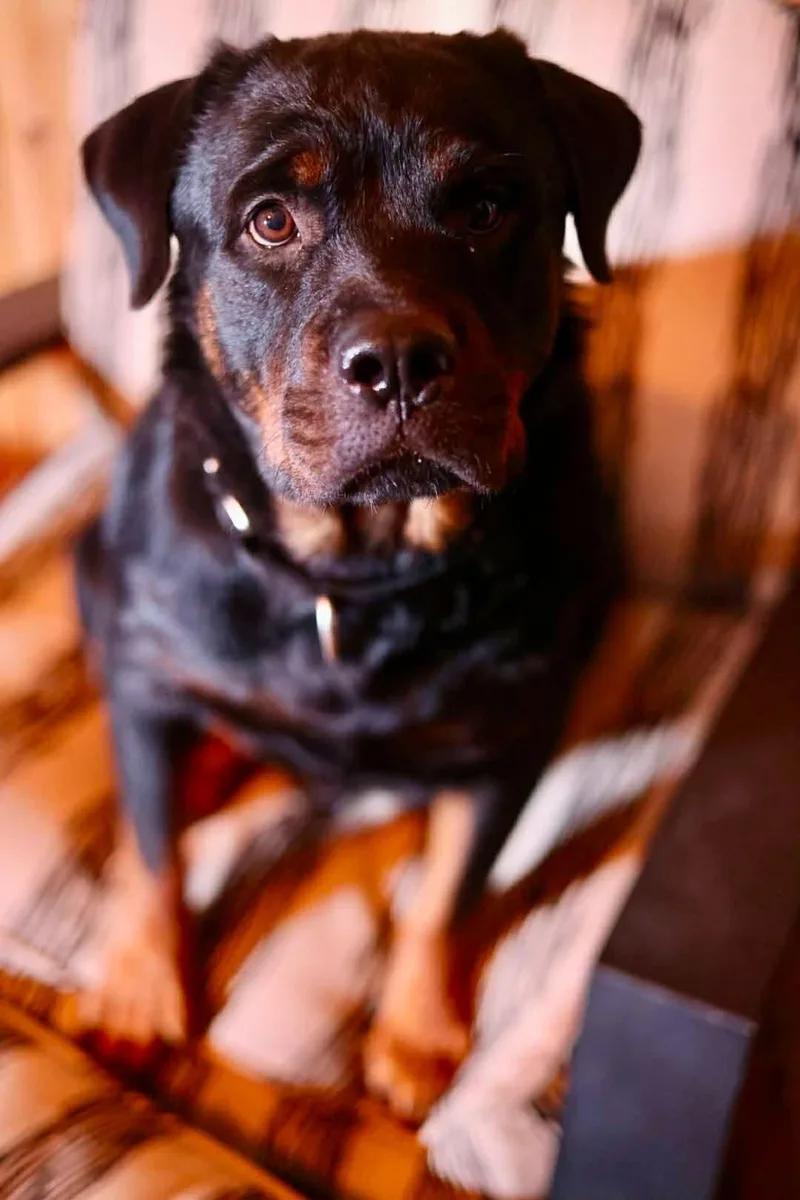 Roxy