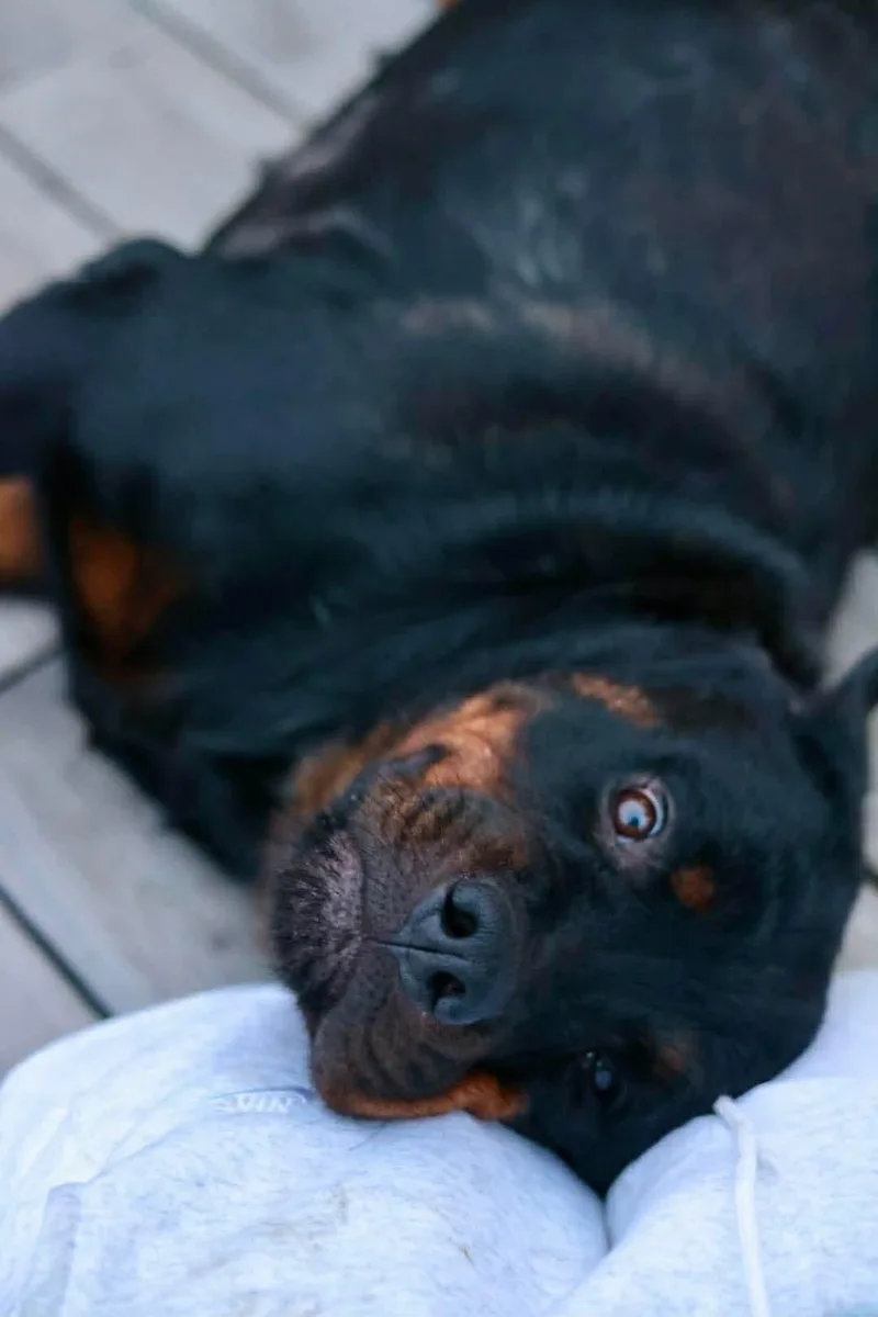 Roxy thumbnail 3