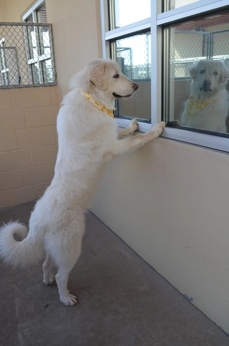 A young large-sized female Great Pyrenees dog named Norma for adoption in McKinney, TX