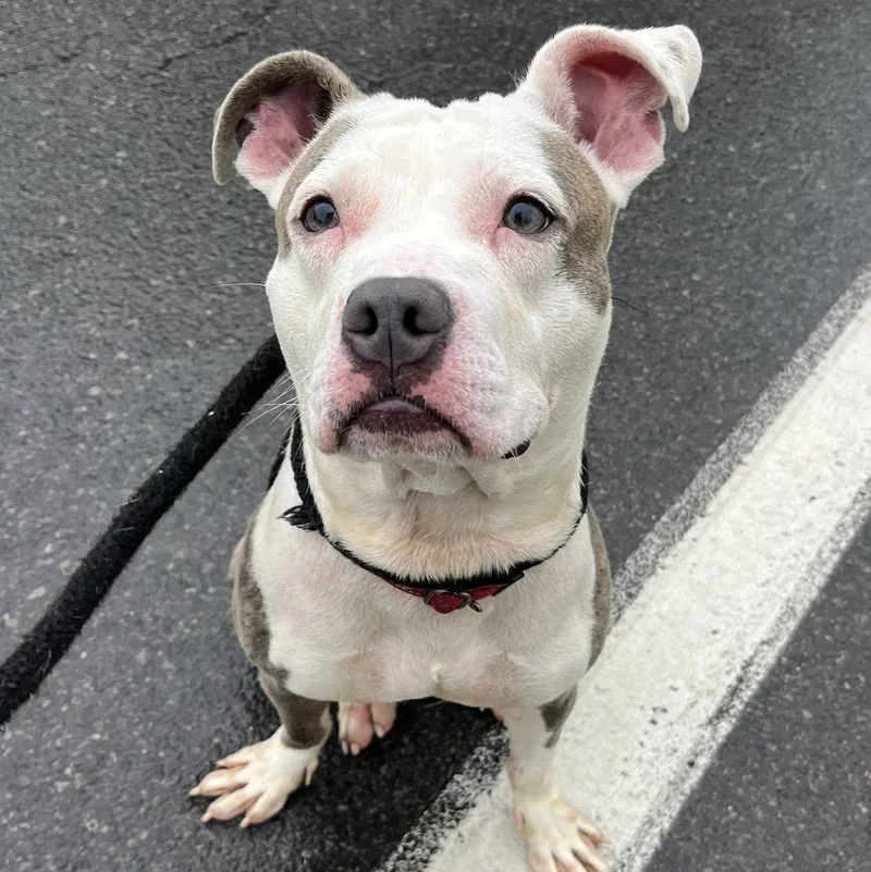 A young medium-sized male Terrier dog named Pluto for adoption in North Syracuse, NY