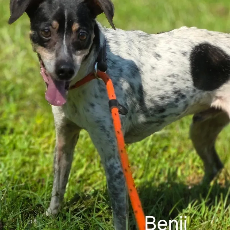 An adult medium-sized male Jack Russell Terrier dog named Benji for adoption in Wiggins, MS