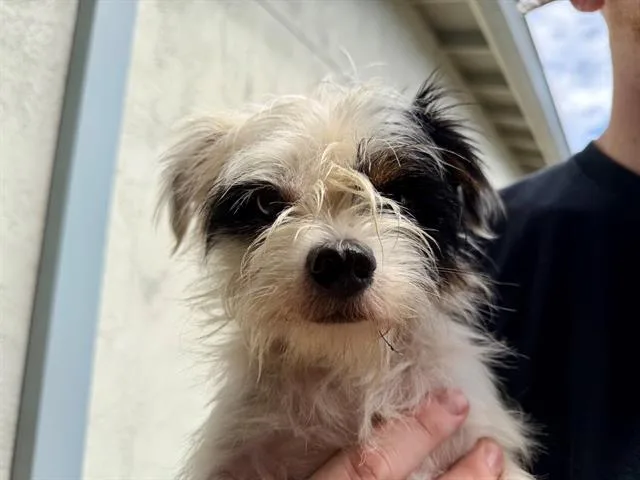 A young small-sized male Norfolk Terrier dog named Patches for adoption in Santa Rosa, CA