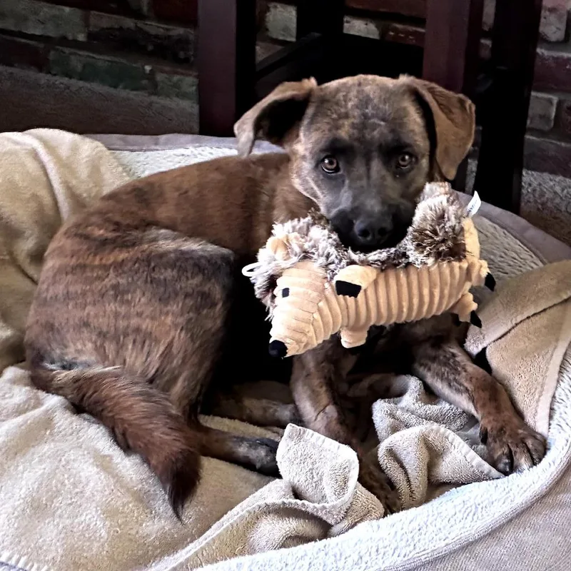 A young medium-sized female Brindle Cattle Dog dog named Malibu for adoption in Joshua Tree, CA