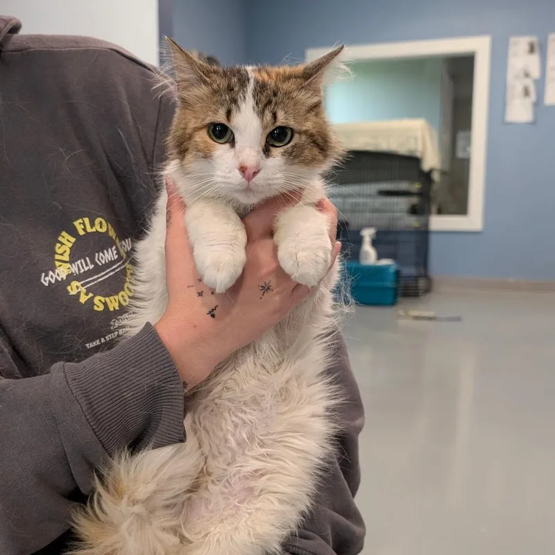 An adult small-sized female Calico Domestic Long Hair cat named Dainty for adoption in CHANUTE, KS