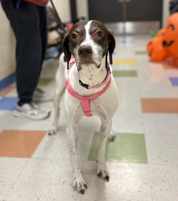 An adult medium-sized female German Shorthaired Pointer dog named Maple Mae for adoption in Sioux City, IA