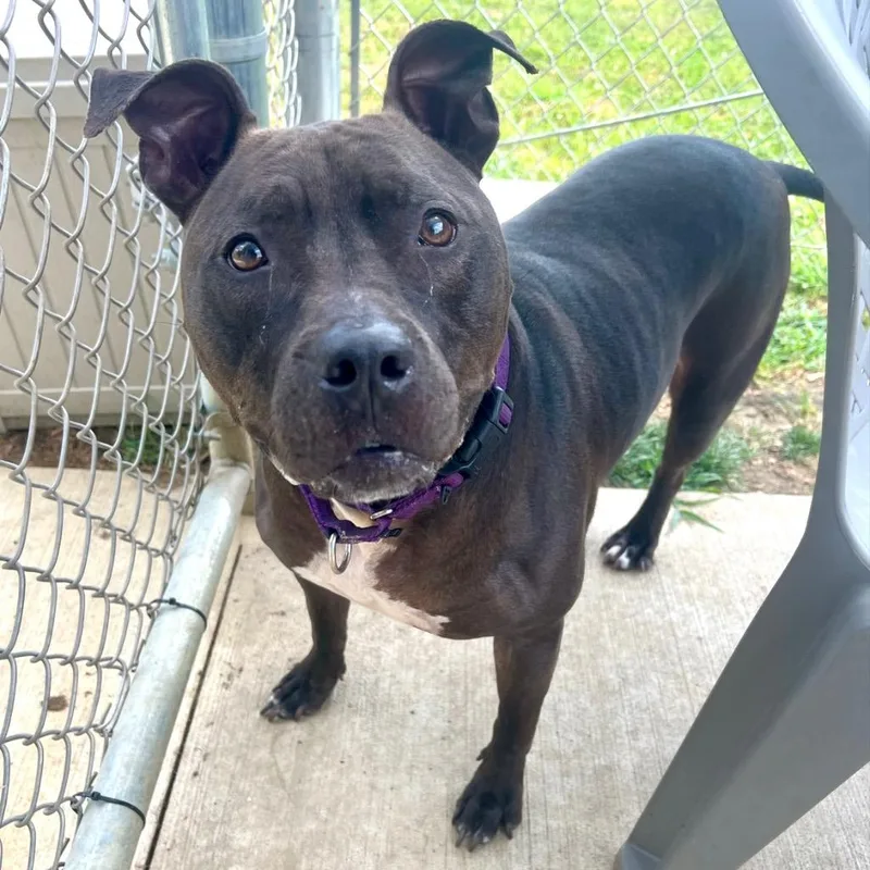 An adult large-sized female Pit Bull Terrier dog named Neka for adoption in New Kensington, PA