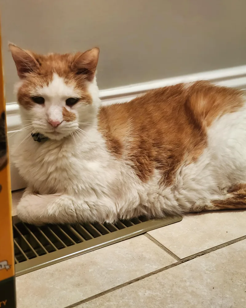 A senior medium-sized female Orange & White Domestic Short Hair cat named Fluffy for adoption in Philadelphia, PA