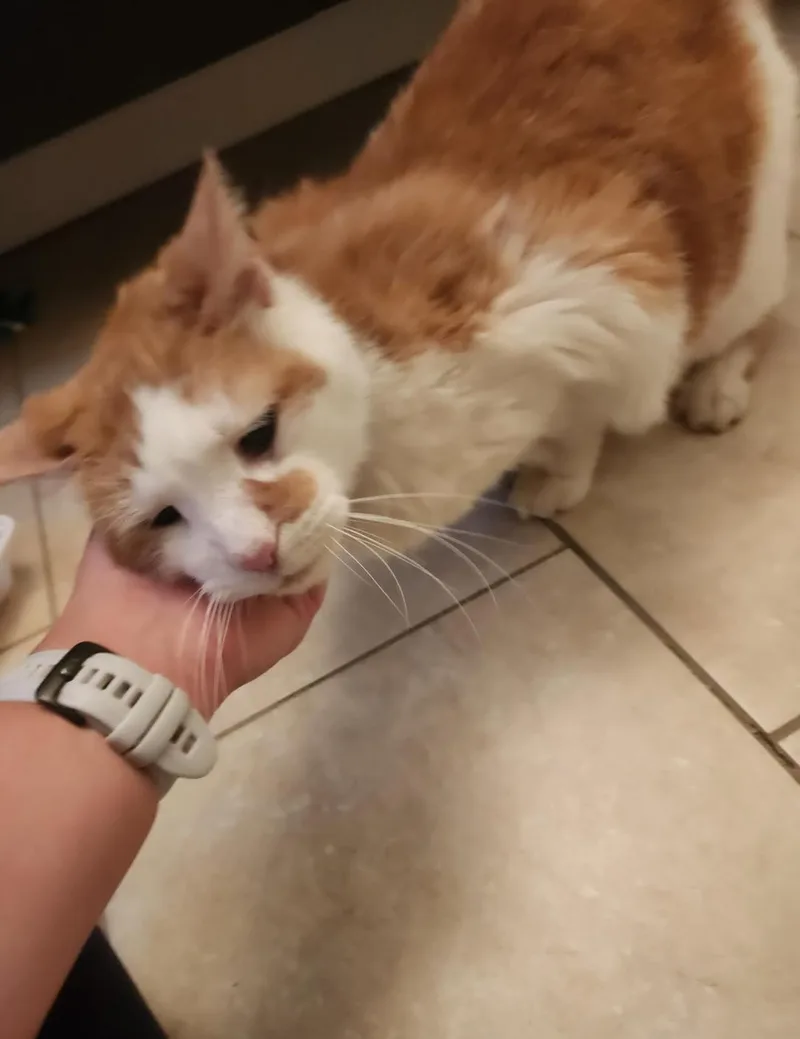 Fluffy thumbnail 2