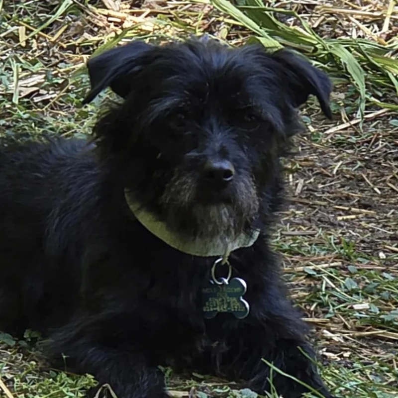 An adult small-sized male Maltese dog named Walnut for adoption in Cary, NC