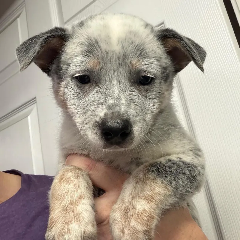 A baby medium-sized male White / Cream Mixed Breed dog named Hijinks for adoption in DeKalb, IL