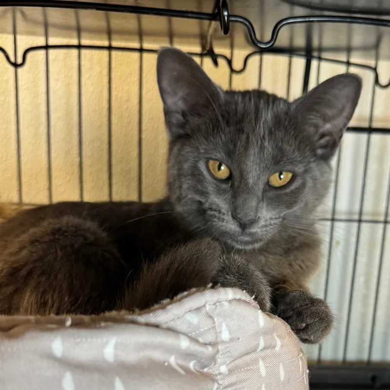 A baby medium-sized male Domestic Short Hair cat named Toby for adoption in Saginaw, MI