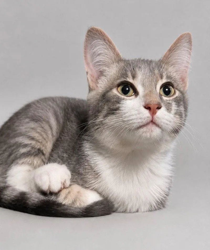 A baby medium-sized male Domestic Short Hair cat named Smoky for adoption in Cromwell, KY