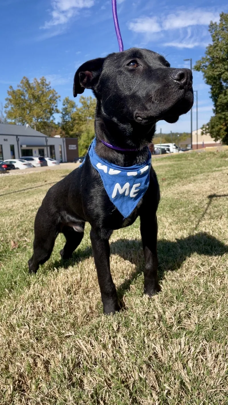 A baby large-sized male Black Labrador Retriever dog named Gunter for adoption in Hillsboro, MO