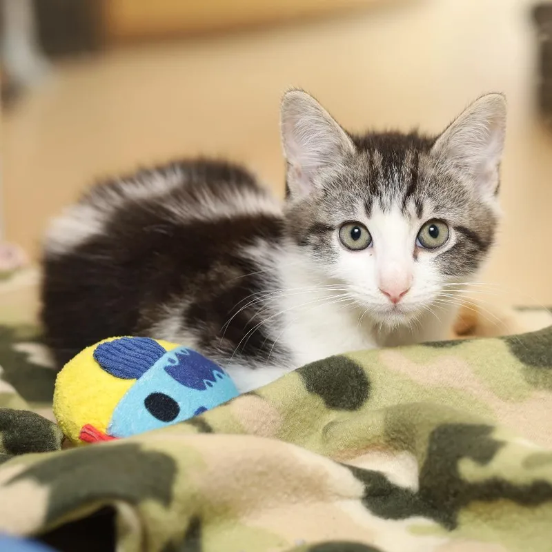 A baby small-sized male Brown / Chocolate Domestic Short Hair cat named Bagel for adoption in Evansville, IN