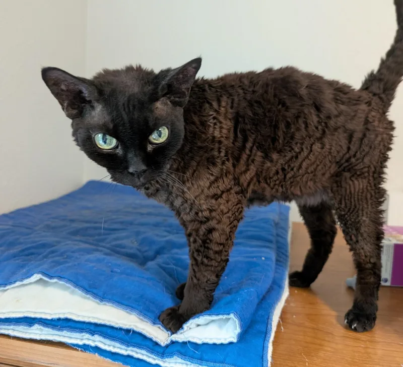 A senior medium-sized male Brown / Chocolate Devon Rex cat named Rufus for adoption in Kenosha, WI