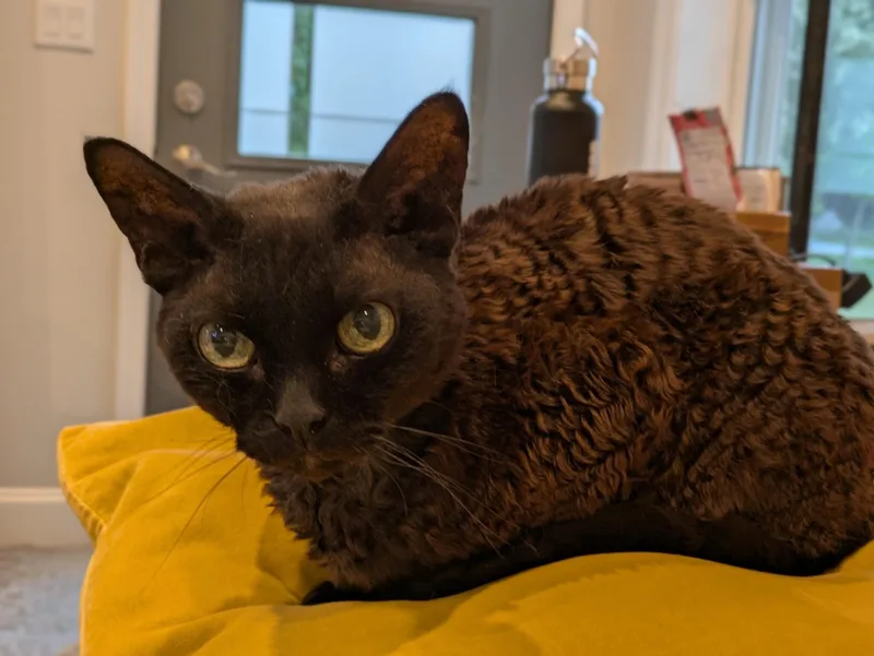 Rufus thumbnail 2