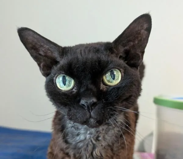 Rufus thumbnail 3