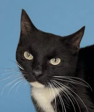 An adult small-sized female Black & White / Tuxedo Domestic Short Hair cat named Domino for adoption in Pasadena, CA