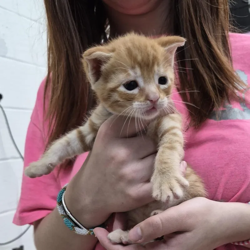 A baby small-sized male Orange / Red Domestic Short Hair cat named Weaver for adoption in Ardmore, OK