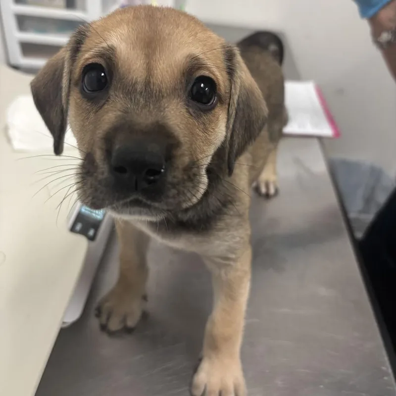 A baby medium-sized female Brown / Chocolate Shepherd dog named Georgia G for adoption in Edinburg, TX