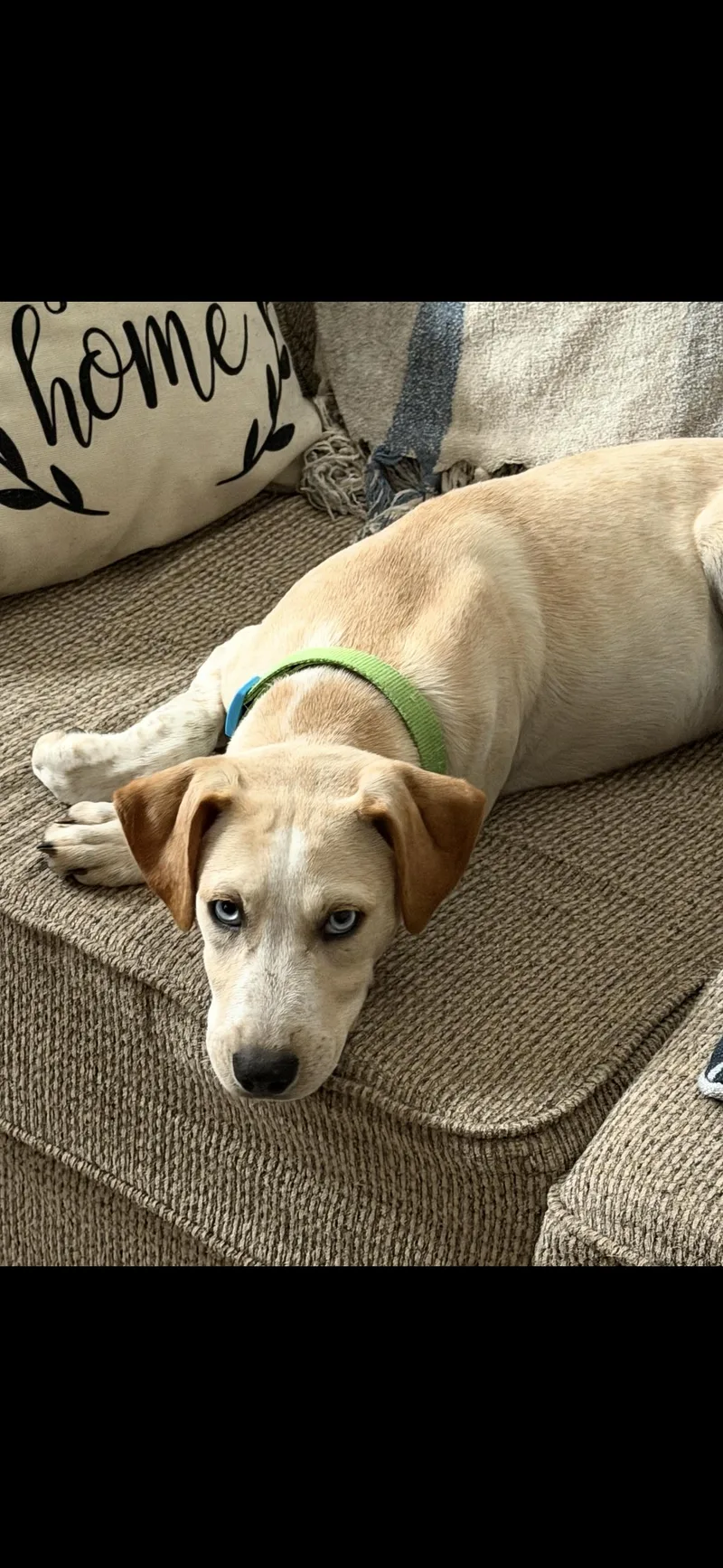 A baby medium-sized male Australian Cattle Dog / Blue Heeler dog named Phil for adoption in seaside heights, NJ