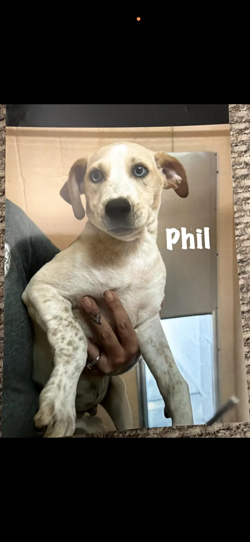 Phil thumbnail 2