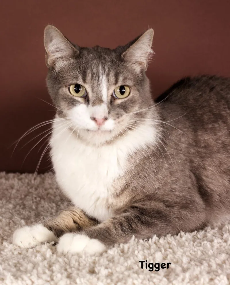 An adult large-sized male Domestic Short Hair cat named Tigger for adoption in Gilbert, AZ