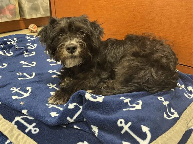 A young small-sized male Terrier dog named Oliver for adoption in San Antonio, TX