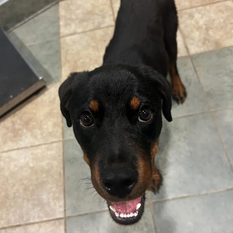 A baby medium-sized female Black Mixed Breed dog named Minnie for adoption in Chattanooga, TN
