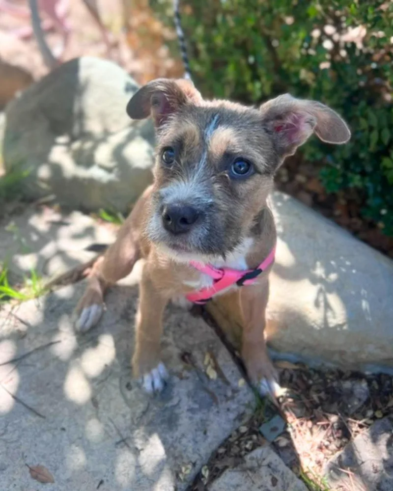 A baby medium-sized female Wirehaired Terrier dog named Buffy for adoption in Valley Village, CA