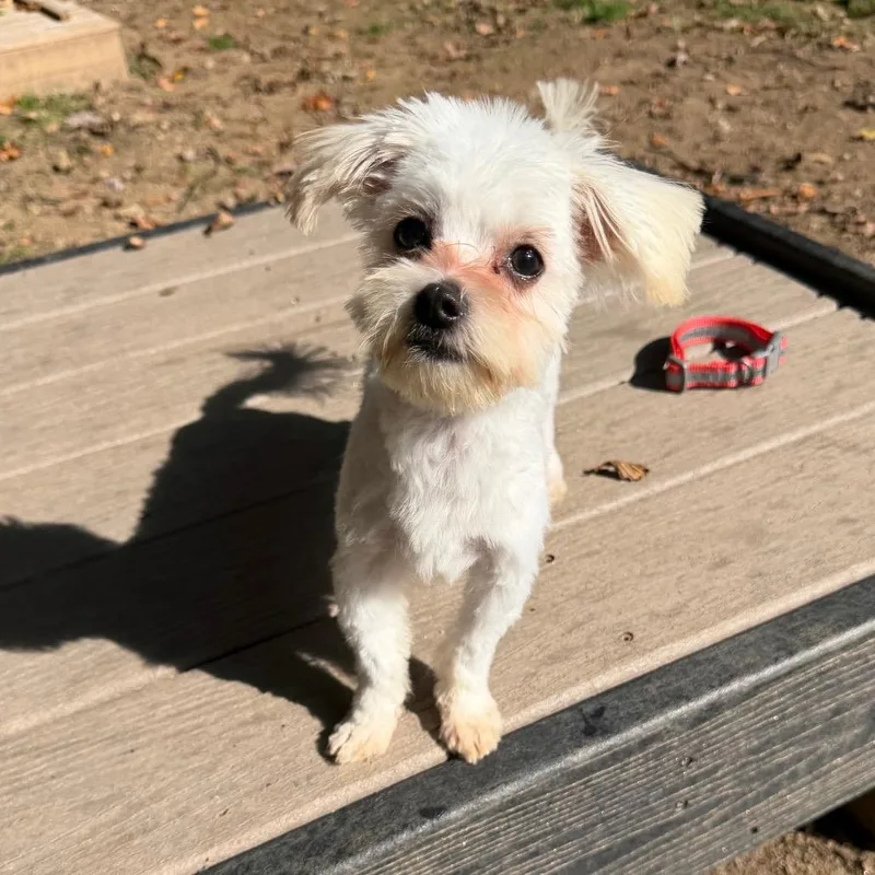 A baby small-sized male Maltese dog named Yeti for adoption in West Chester, PA
