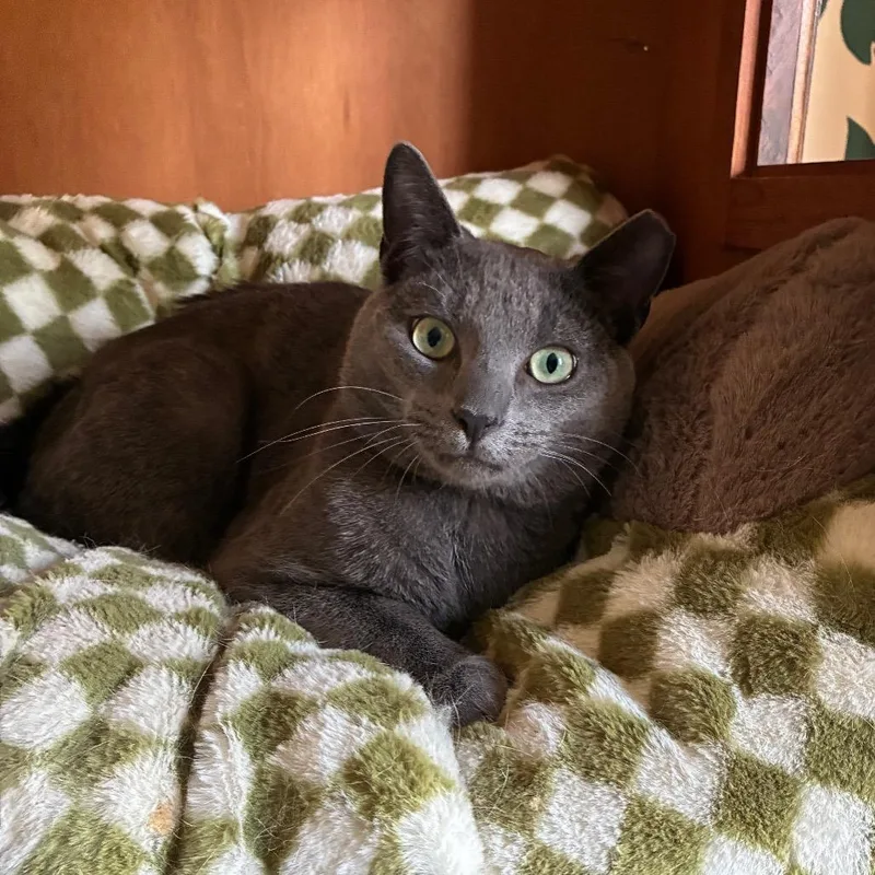 An adult medium-sized male Gray / Blue / Silver Russian Blue cat named Grable for adoption in Carmel, IN