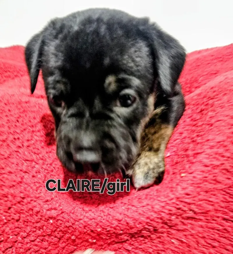 A baby medium-sized female Tricolor (Brown, Black, & White) Labrador Retriever dog named Claire for adoption in Evergreen, CO