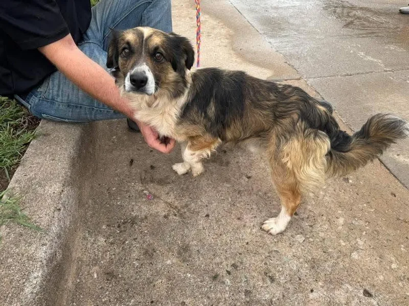 An adult medium-sized male Pembroke Welsh Corgi dog named Milo for adoption in Palos Heights, IL