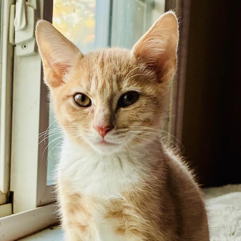 A baby small-sized male Orange / Red Domestic Short Hair cat named Helios for adoption in Durham, NC