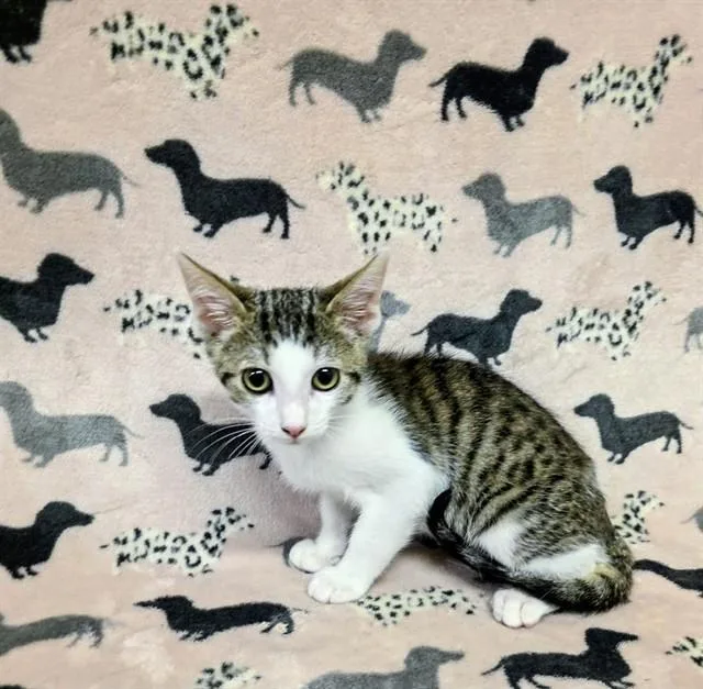 A baby small-sized male Domestic Short Hair cat named Coco for adoption in Castaic, CA