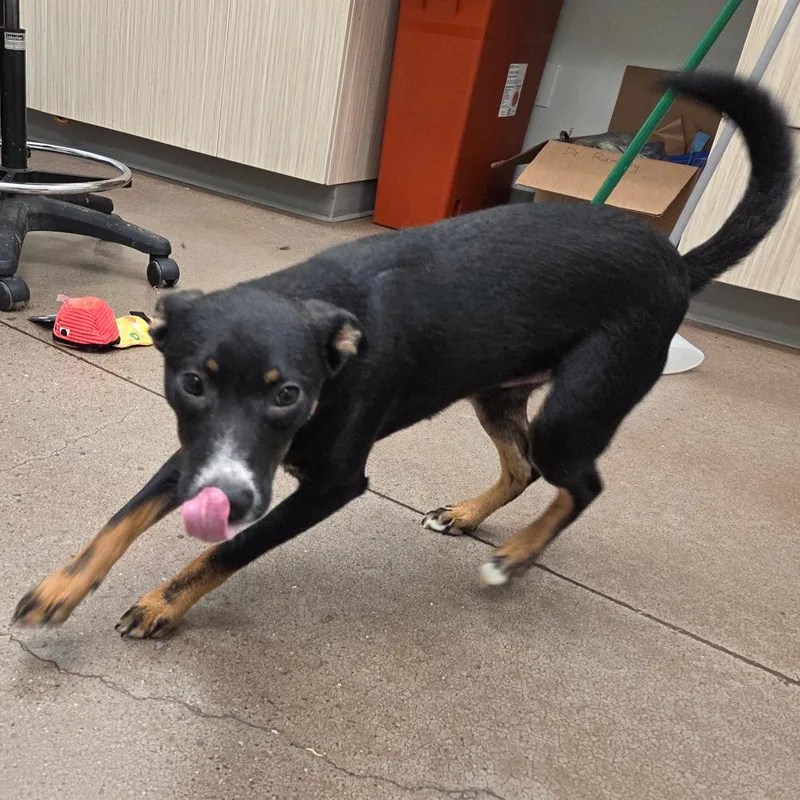 A young small-sized male Black Mixed Breed dog named Colby Jack for adoption in Chattanooga, TN