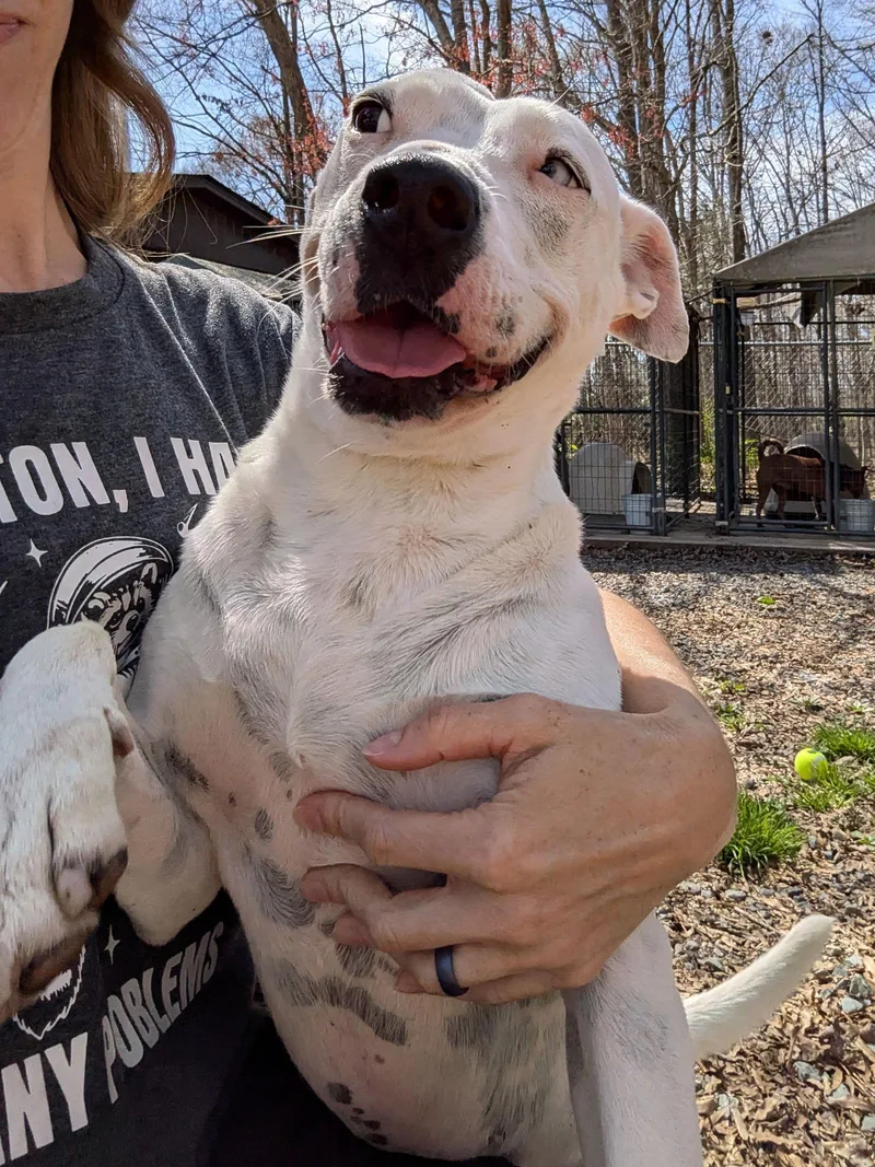 An adult large-sized female Pit Bull Terrier dog named Aqua for adoption in Albemarle, NC