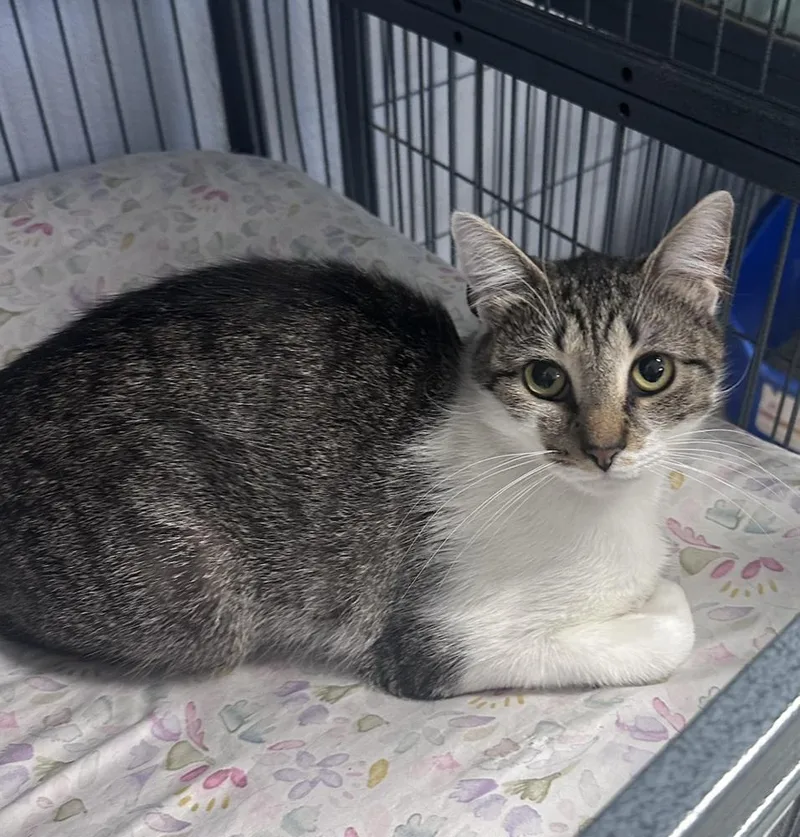 A young small-sized female Domestic Short Hair cat named Bagel Freeport for adoption in Westbury, NY