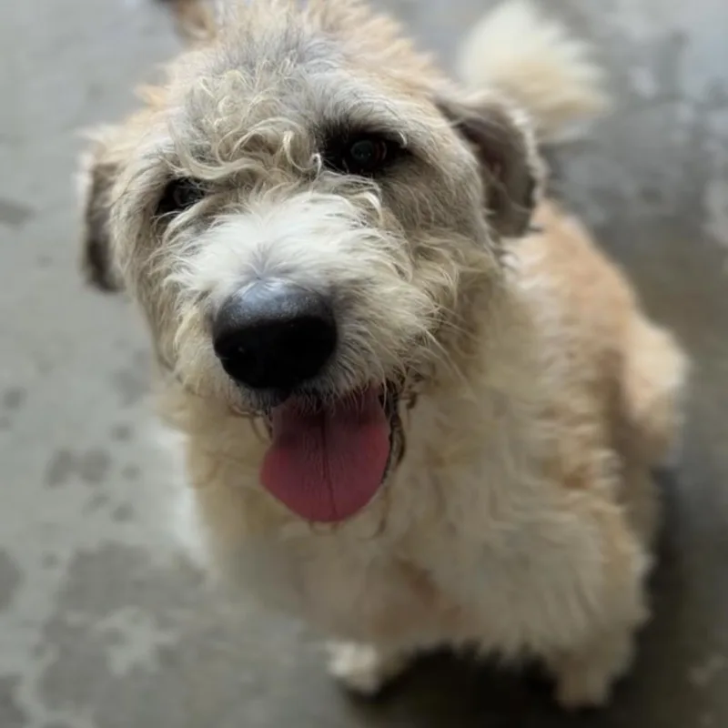 An adult large-sized female Saint Bernard dog named Savannah A for adoption in Mission Hills, CA