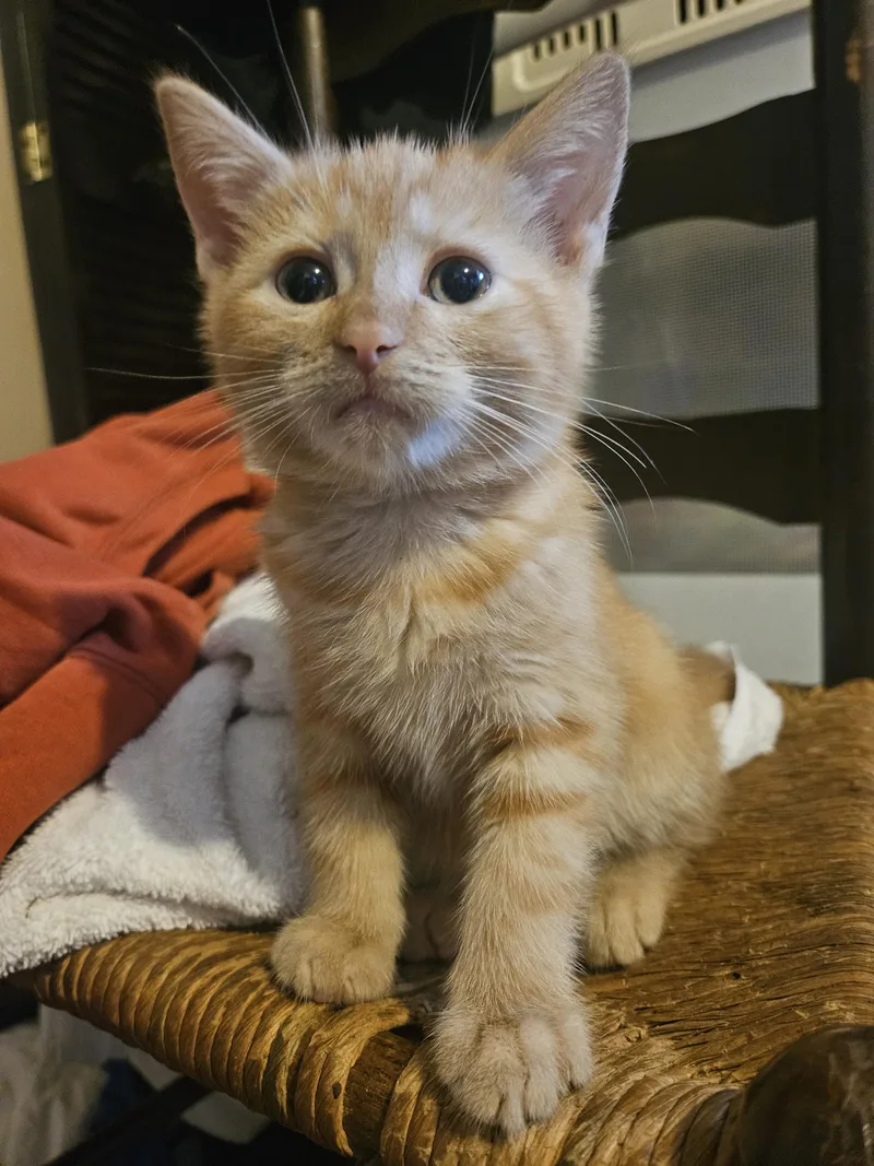 A baby small-sized male Domestic Short Hair cat named Calvin Klein for adoption in Claridge, PA