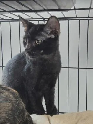A young medium-sized male Domestic Medium Hair cat named Turbo for adoption in River Ridge, LA