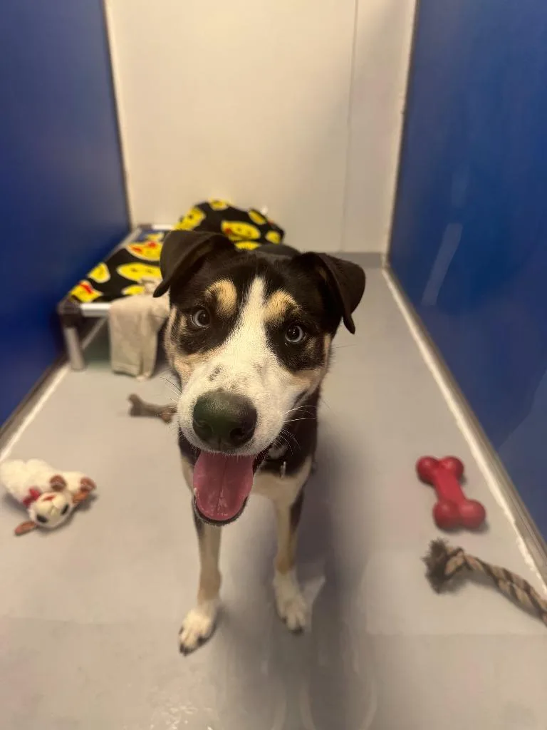 A baby medium-sized male Husky dog named Oliver for adoption in New Kensington, PA