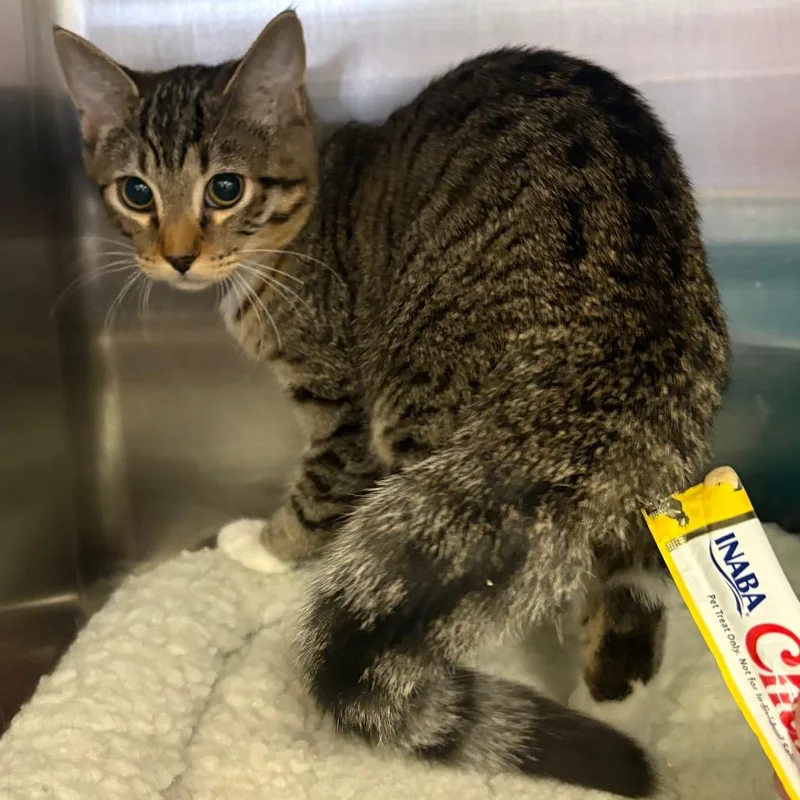 A baby small-sized female Gray / Blue / Silver Domestic Short Hair cat named Chips for adoption in Spokane, WA