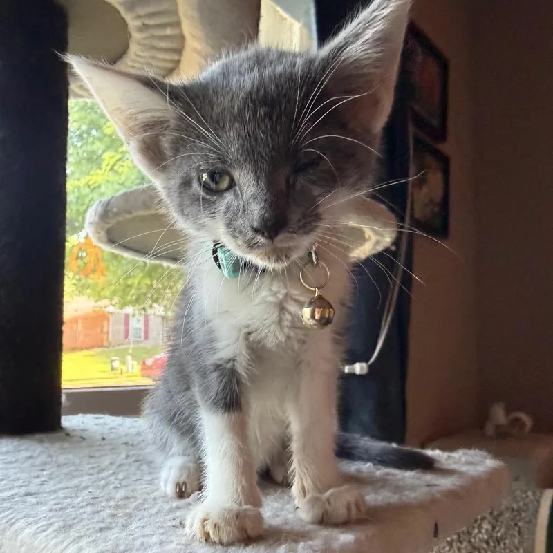A baby small-sized male Gray / Blue / Silver Domestic Short Hair cat named Lite Brite for adoption in Brownsboro, AL